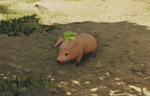 Monster Hunter Wilds Poogie Guide - Where are they, and what can you do with them?