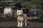 Where Winds Meet Version 1.8 'Companions Make Home' launches June 25