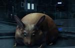 Mass Effect: Andromeda Guide - How to get Your Own Space Hamster