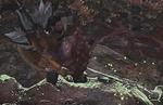 Monster Hunter World Lumps of Meat: finding and dealing with the meat in the 'The Meat of the Matter' quest